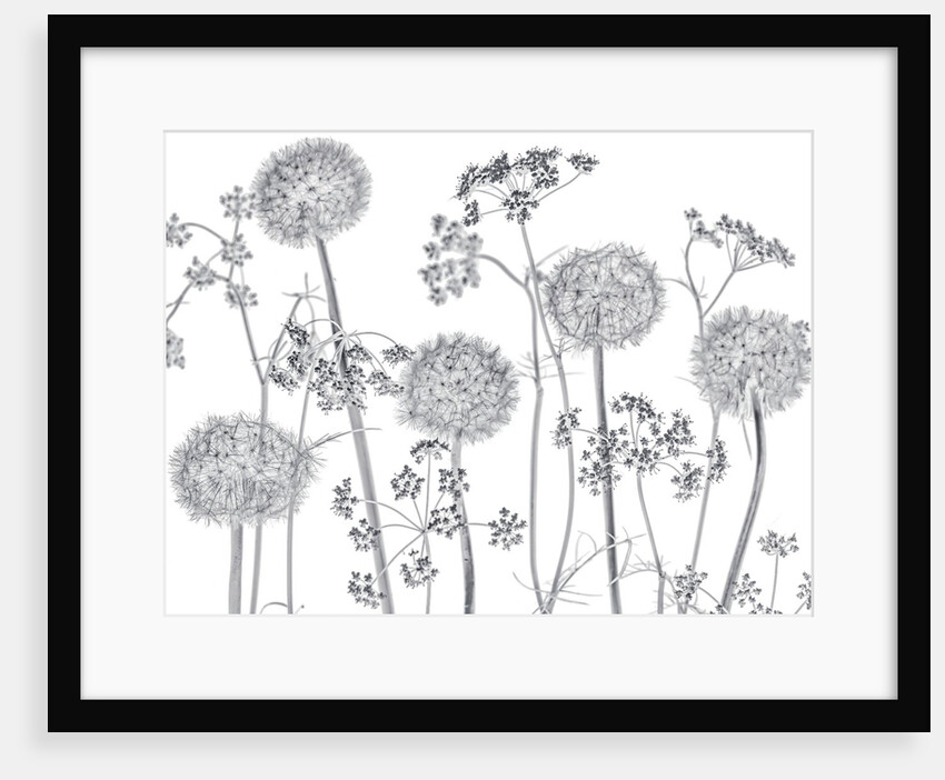 Meadow flowers by Assaf Frank